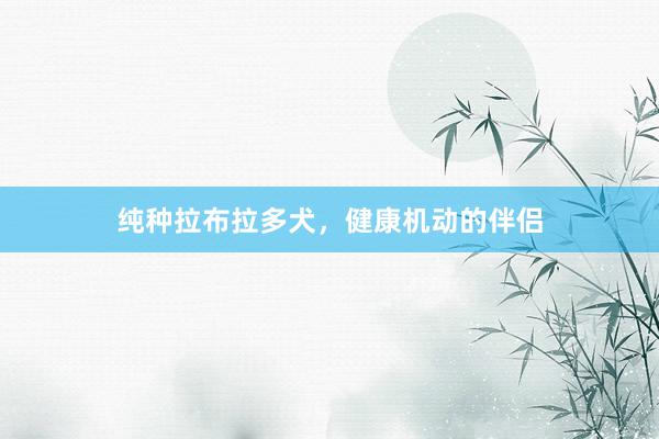 纯种拉布拉多犬,健康机动的伴侣